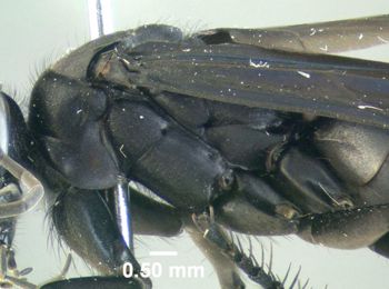 Media type: image;   Entomology 600326 Aspect: thorax lateral